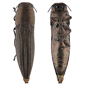 Euryspilus australis, PL5649, female, from Lepidosperma sp. (PJL 3595), SE, 8.8 × 2.3 mm